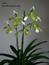 Paphiopedilum haynaldianum var alba (Orchid Inn) 